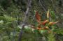 Nic - 180 * Hummingbird